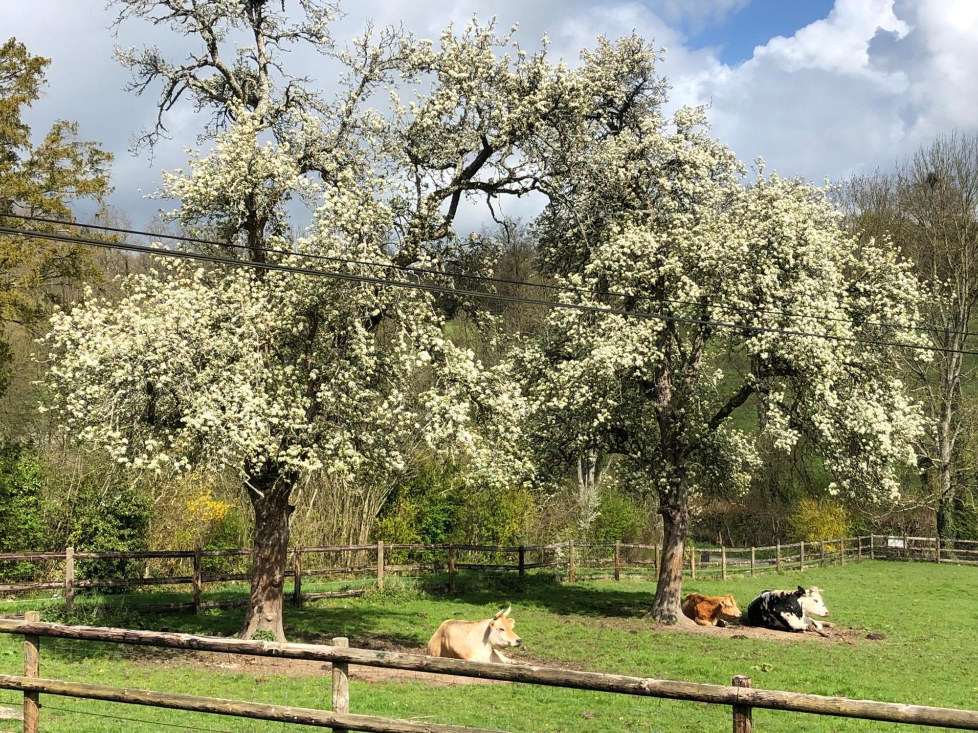 Le Champ Des Possibles Bed and Breakfast Manerbe Esterno foto